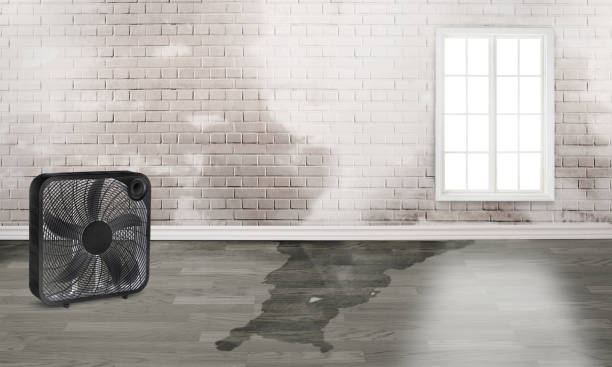 Best Water damage cleanup near me  in Todd Creek, CO